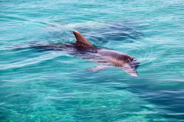 海豚在红海，埃拉特。以色列 — 图库照片