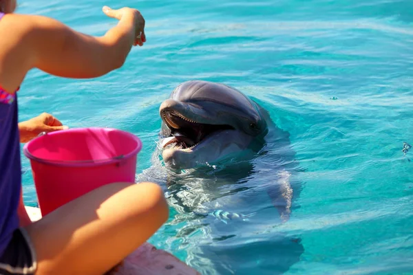 Mulher alimenta um golfinho sorridente em uma água . — Fotografia de Stock
