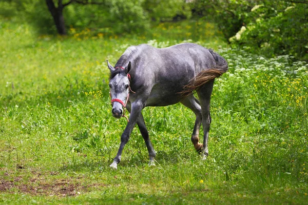 Caballo gris pastando en prado de verano — Foto de Stock