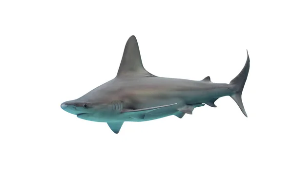 Shark isolerad på vit bakgrund — Stockfoto