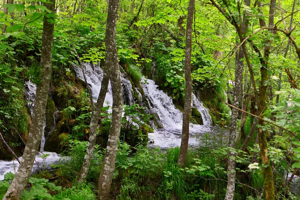 Pequeña cascada tropical en la selva tropical — Foto de Stock