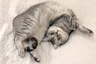 İskoç düz stenografi kedi