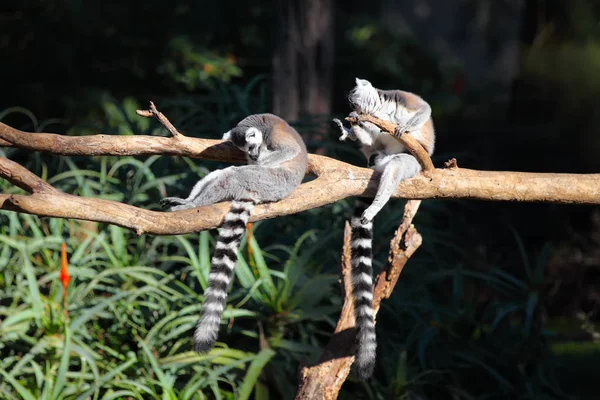 Dwa ogoniasty lemury (Lemur catta) siedzącego na gałęzi — Zdjęcie stockowe