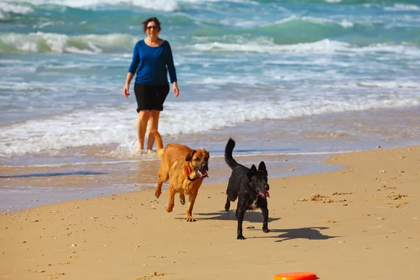 Mulher de meia-idade brincando com seus cães na praia — Fotografia de Stock