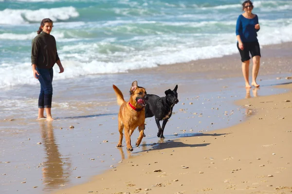 Mother and daughter playing with dogs at the beach — Stock Photo, Image