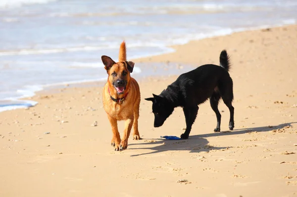 Couple of two dogs  running on the beach — Stock Photo, Image