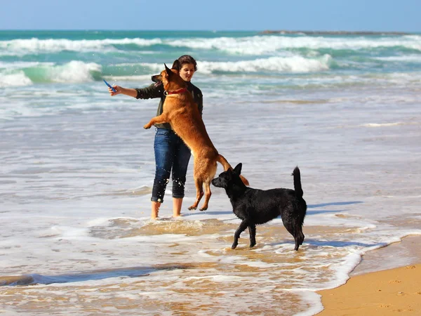 Adolescente jugando con sus perros en la playa . — Foto de Stock