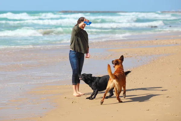 Adolescente jugando con sus perros en la playa . — Foto de Stock