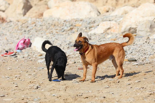 Couple of two dogs on the beach — Stock Photo, Image