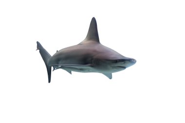 Beyaz arkaplanda köpekbalığı izole edildi