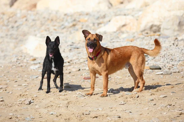Pareja de dos perros en la playa — Foto de Stock