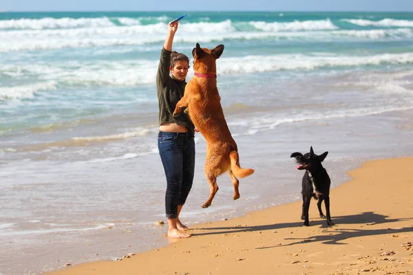 Adolescente Brincando Com Seus Cães Praia — Fotografia de Stock