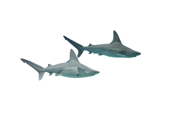白色背景的两条鲨鱼 — 图库照片