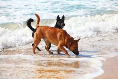 Sahilde iki köpek. 