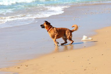 Köpek sahilde koşuyor, güneşin altında..