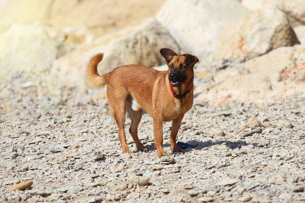 Pies Stojący Plaży Jasnym Słońcu — Zdjęcie stockowe