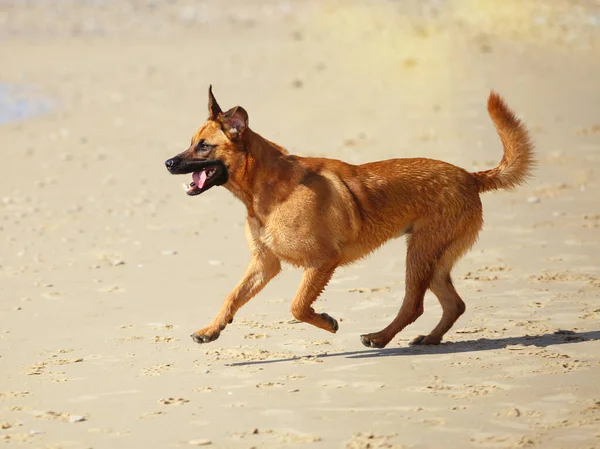 Σκύλος Τρέχει Στην Παραλία Κάτω Από Τον Ήλιο — Φωτογραφία Αρχείου