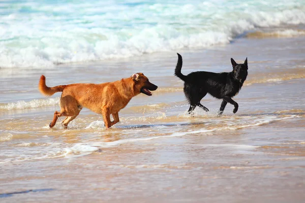 Casal Dois Cães Praia — Fotografia de Stock