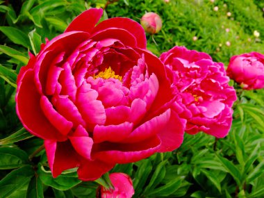 Adam Jumper Dağı'nda