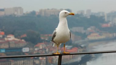 Demiryolu üzerinde martı duruyorduk