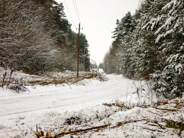 Zasněžené silnici v lese — Stock fotografie