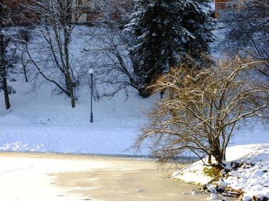 Shore kenarında Lonely Tree
