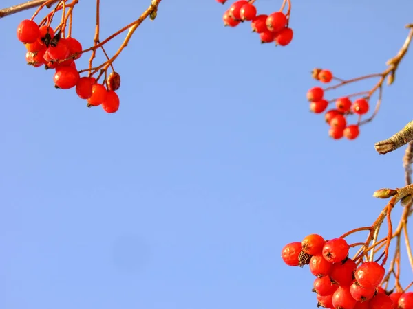 Closeup of Ashberry in blue Sky Background — Stock Photo, Image