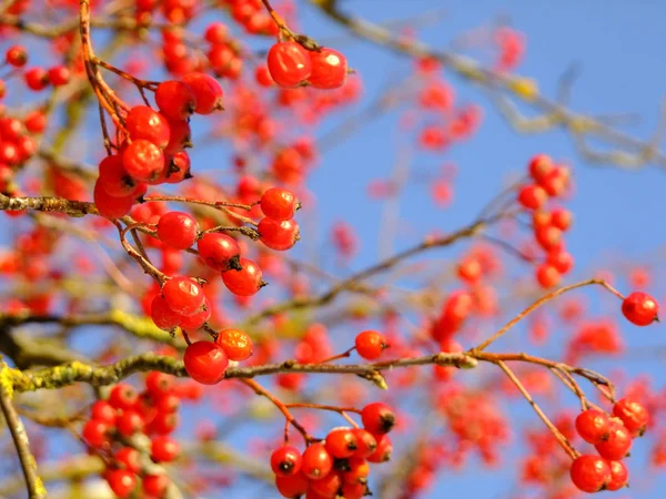 Mavi gökyüzü arka plan içinde Ashberry closeup