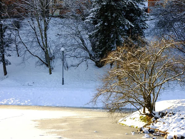 Shore kenarında Lonely Tree