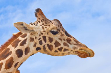 Zürafa mavi gökyüzü