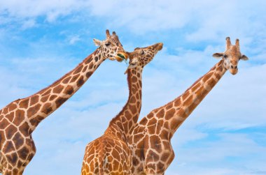 Zürafalar mavi gökyüzü
