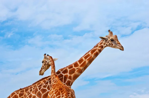 Giraffes against the blue sky — Stock Photo, Image
