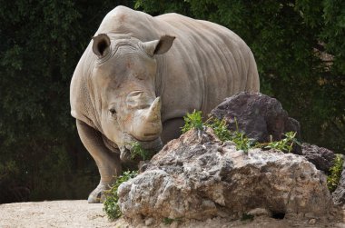 Beyaz gergedan (Ceratotherium simum)