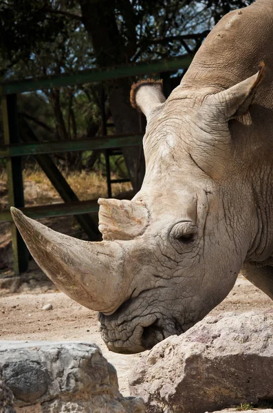 Rinoceronte-branco (Ceratotherium simum ) — Fotografia de Stock