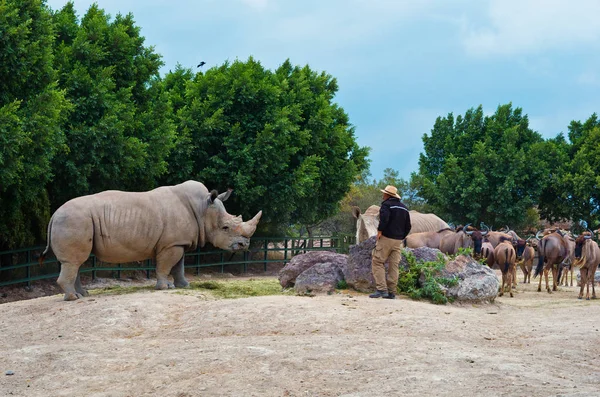 白犀牛(Ceratotherium simum)). — 图库照片