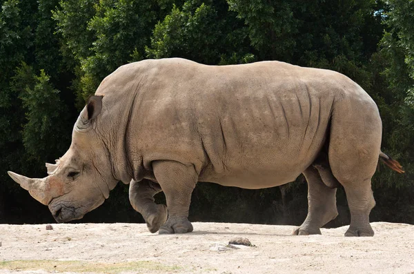 Ρινόκερος λευκός (Ceratotherium simum)) — Φωτογραφία Αρχείου