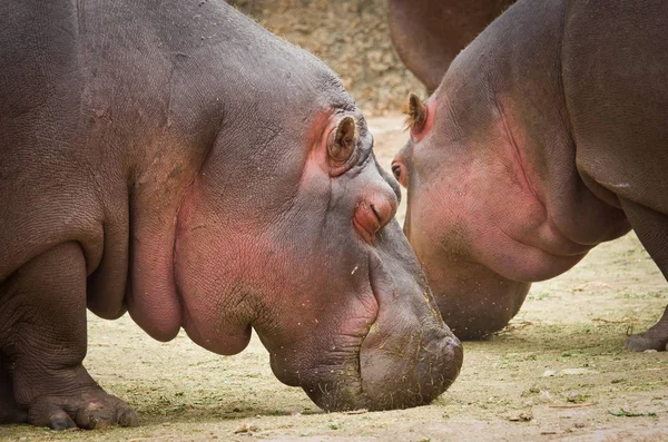 ฮิปโป (Hippopotamus ครึ่งบกครึ่งน้ํา ). — ภาพถ่ายสต็อก