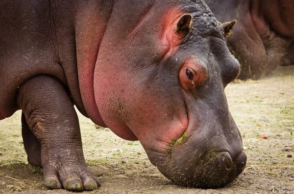 ฮิปโป (Hippopotamus ครึ่งบกครึ่งน้ํา ). — ภาพถ่ายสต็อก