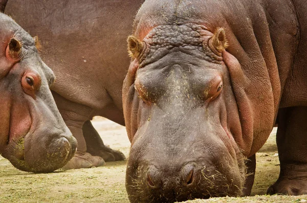 ฮิปโป (Hippopotamus ครึ่งบกครึ่งน้ํา ). — ภาพถ่ายสต็อก