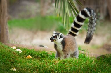 lemur in the grass (Lemur catta) clipart