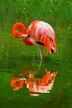 flamingolar doğada. (Phoenicopterus ruber)