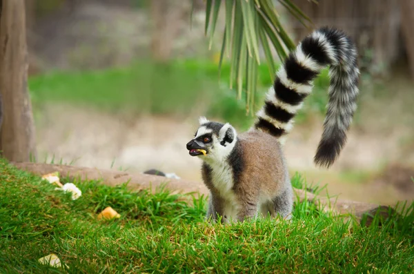 Lemur in het gras (Lemur catta) — Stockfoto