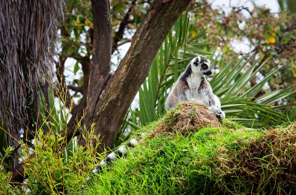 Lêmure na grama (Lemur catta ) — Fotografia de Stock