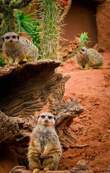 Meerkat animals(Suricata suricatta) in zoo — Stock Photo, Image