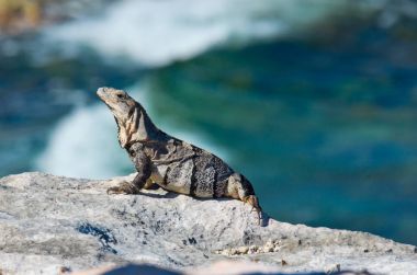 Iguana on the rocks. Isla Mujeres clipart