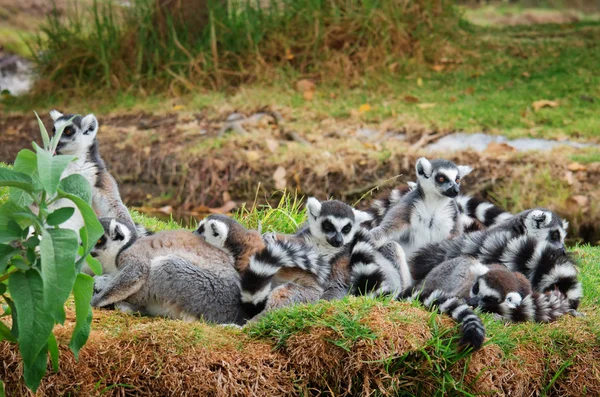 Cute lemurs in the grass — Stock Photo, Image