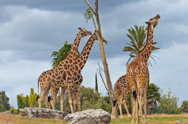 Giraffes in the zoo of Puebla — Stock Photo, Image
