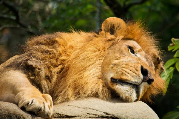 Лев спит на скале — стоковое фото