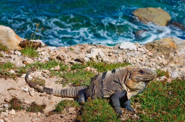 Iguana a sziklákon. Isla Mujeres — Stock Fotó