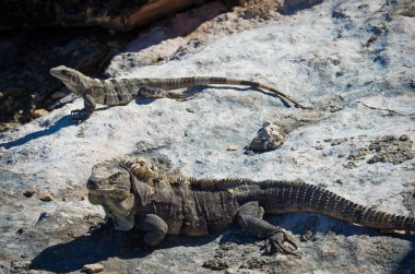 Iguanas on the rocks. Isla Mujeres clipart